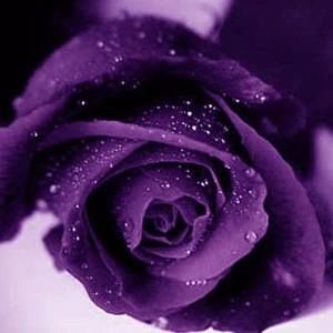 Meet your Posher, Julie austin